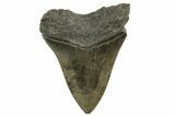 Serrated, Fossil Megalodon Tooth - South Carolina #321321-1